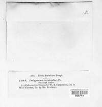 Polyporus versicolor image